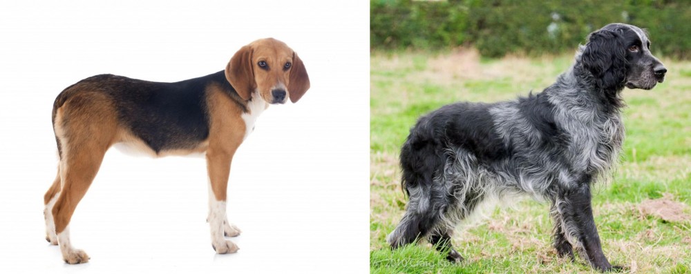 Blue Picardy Spaniel vs Beagle-Harrier - Breed Comparison