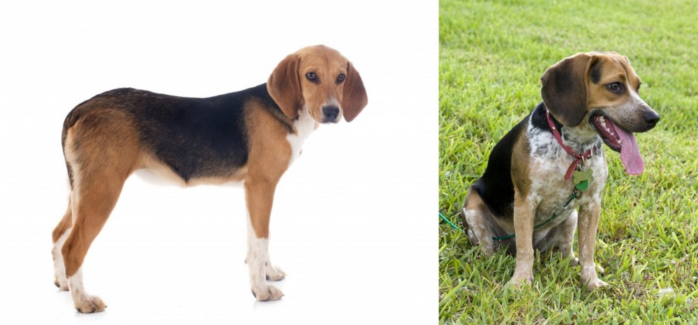 Bluetick Beagle vs Beagle-Harrier - Breed Comparison