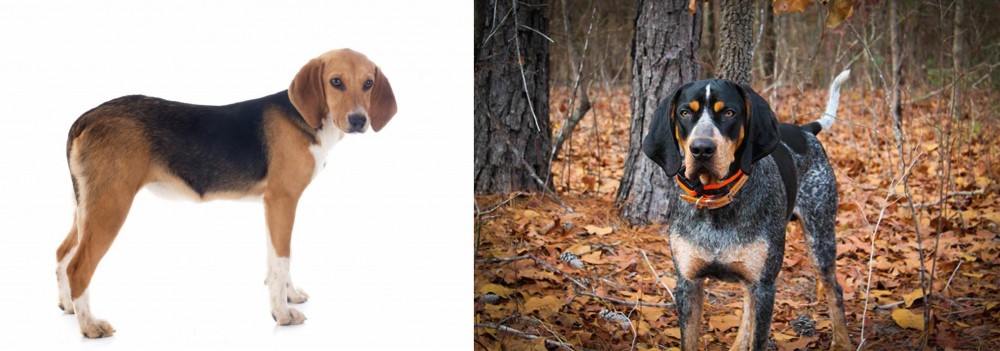 Bluetick Coonhound vs Beagle-Harrier - Breed Comparison