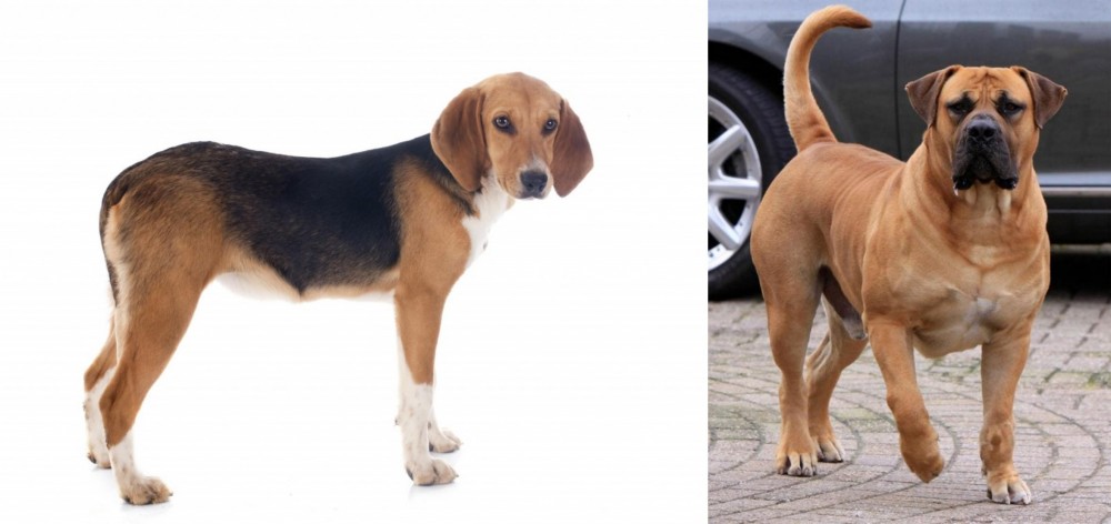 Boerboel vs Beagle-Harrier - Breed Comparison