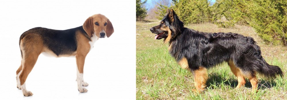 Bohemian Shepherd vs Beagle-Harrier - Breed Comparison
