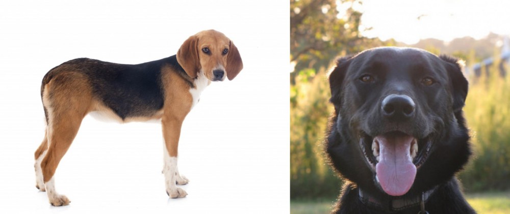 Borador vs Beagle-Harrier - Breed Comparison