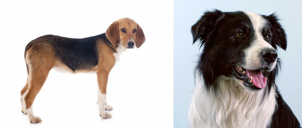 Border Collie vs Beagle-Harrier - Breed Comparison