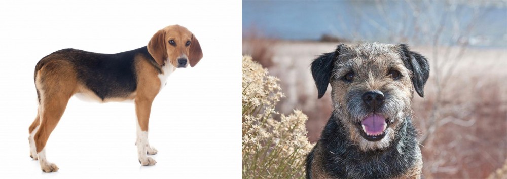 Border Terrier vs Beagle-Harrier - Breed Comparison