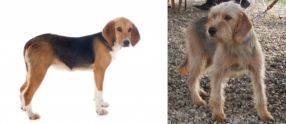 Bosnian Coarse-Haired Hound vs Beagle-Harrier - Breed Comparison