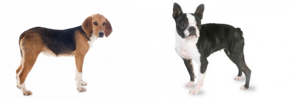 Boston Terrier vs Beagle-Harrier - Breed Comparison