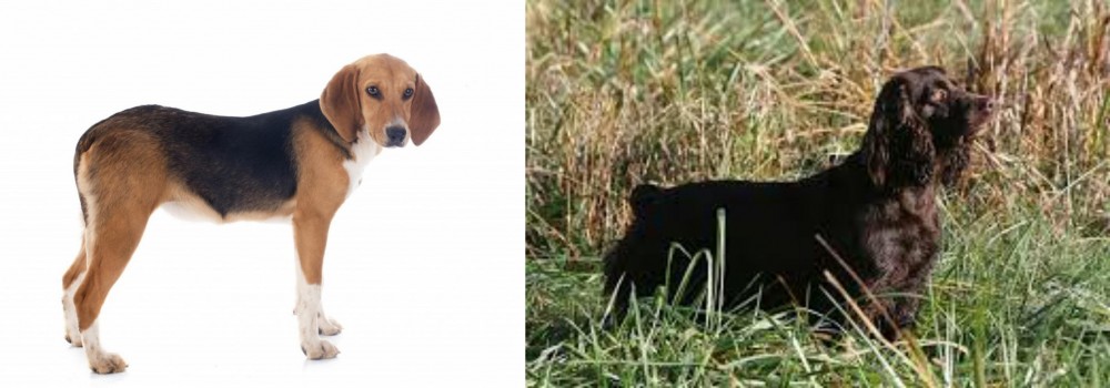 Boykin Spaniel vs Beagle-Harrier - Breed Comparison