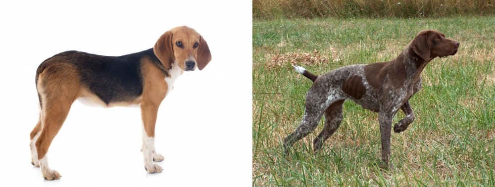 Braque Francais vs Beagle-Harrier - Breed Comparison