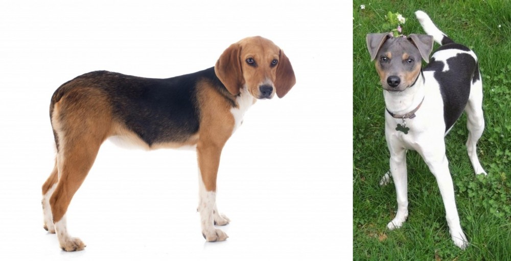 Brazilian Terrier vs Beagle-Harrier - Breed Comparison