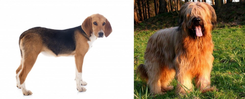 Briard vs Beagle-Harrier - Breed Comparison