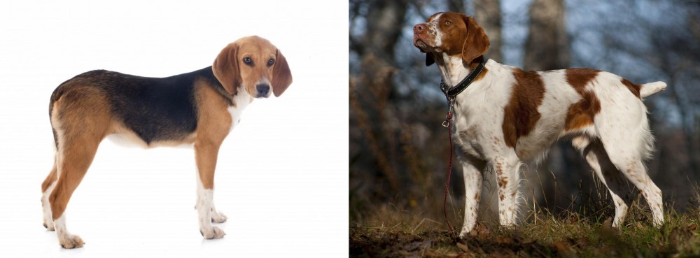Brittany vs Beagle-Harrier - Breed Comparison