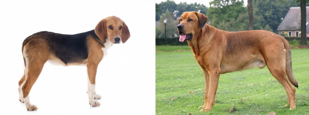 Broholmer vs Beagle-Harrier - Breed Comparison