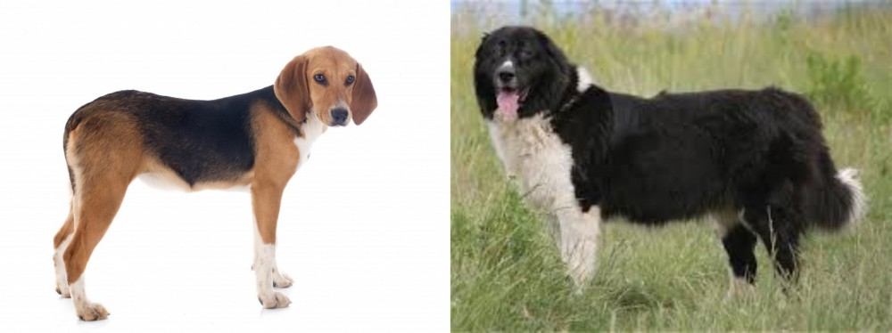Bulgarian Shepherd vs Beagle-Harrier - Breed Comparison