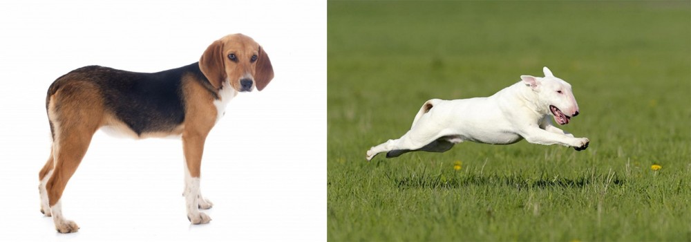 Bull Terrier vs Beagle-Harrier - Breed Comparison