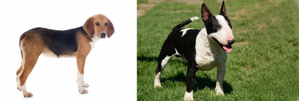 Bull Terrier Miniature vs Beagle-Harrier - Breed Comparison