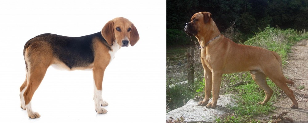 Bullmastiff vs Beagle-Harrier - Breed Comparison