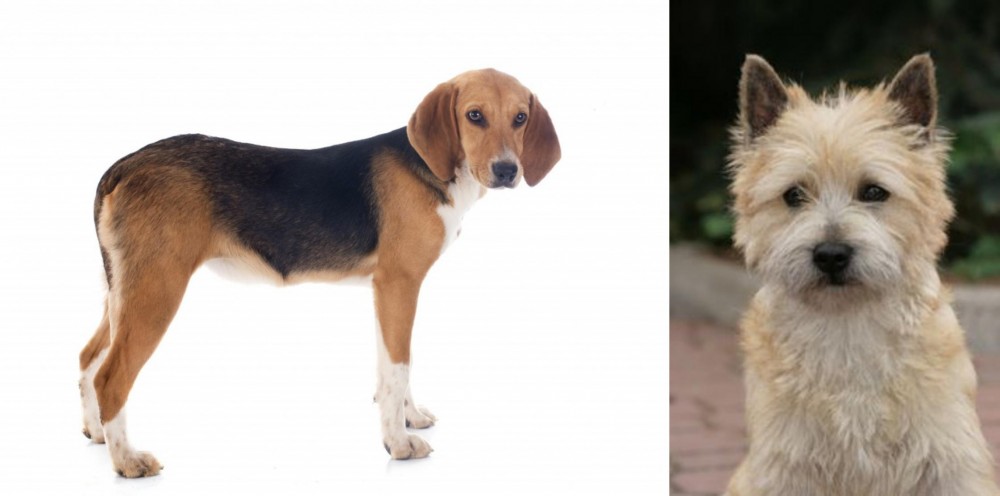 Cairn Terrier vs Beagle-Harrier - Breed Comparison