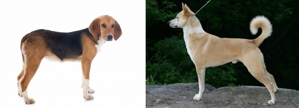 Canaan Dog vs Beagle-Harrier - Breed Comparison