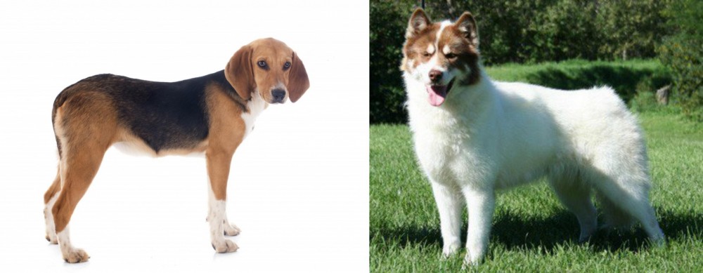 Canadian Eskimo Dog vs Beagle-Harrier - Breed Comparison
