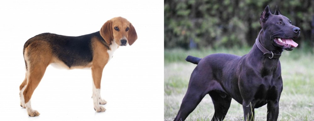 Canis Panther vs Beagle-Harrier - Breed Comparison