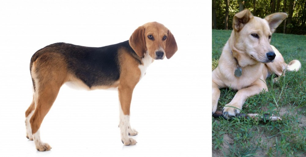 Carolina Dog vs Beagle-Harrier - Breed Comparison