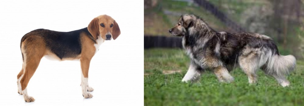 Carpatin vs Beagle-Harrier - Breed Comparison