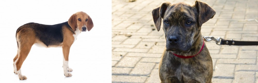Catahoula Bulldog vs Beagle-Harrier - Breed Comparison