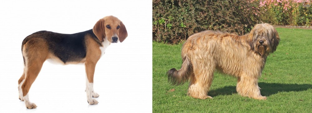 Catalan Sheepdog vs Beagle-Harrier - Breed Comparison
