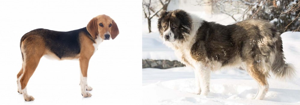 Caucasian Shepherd vs Beagle-Harrier - Breed Comparison