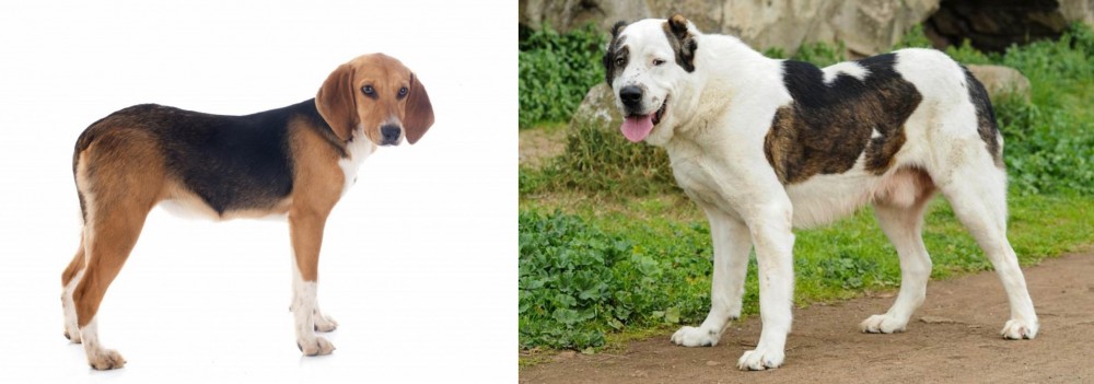 Central Asian Shepherd vs Beagle-Harrier - Breed Comparison