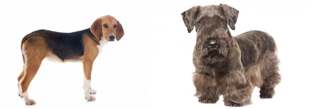 Cesky Terrier vs Beagle-Harrier - Breed Comparison