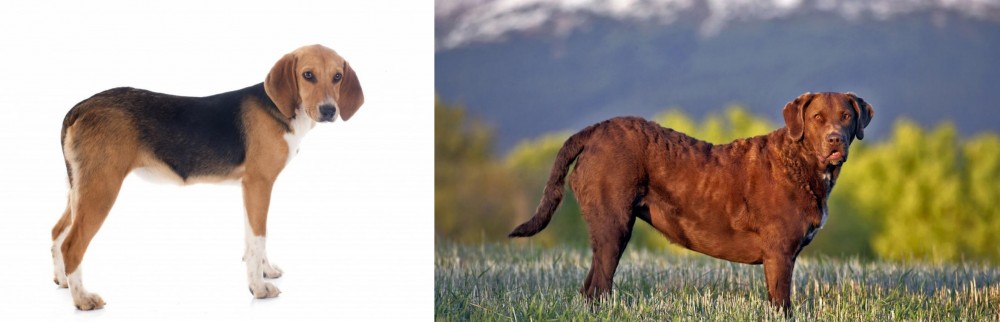Chesapeake Bay Retriever vs Beagle-Harrier - Breed Comparison