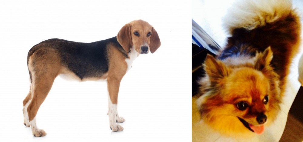 Chiapom vs Beagle-Harrier - Breed Comparison