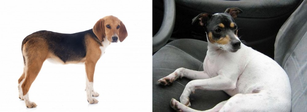 Chilean Fox Terrier vs Beagle-Harrier - Breed Comparison