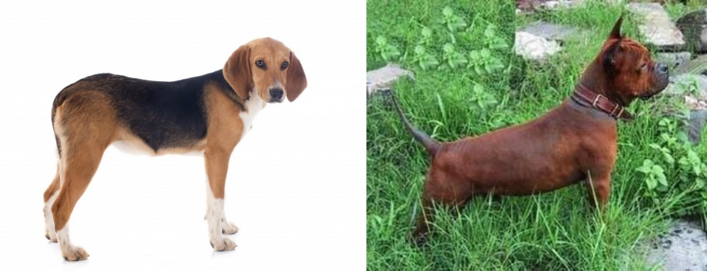 Chinese Chongqing Dog vs Beagle-Harrier - Breed Comparison