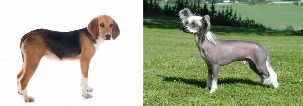 Chinese Crested Dog vs Beagle-Harrier - Breed Comparison