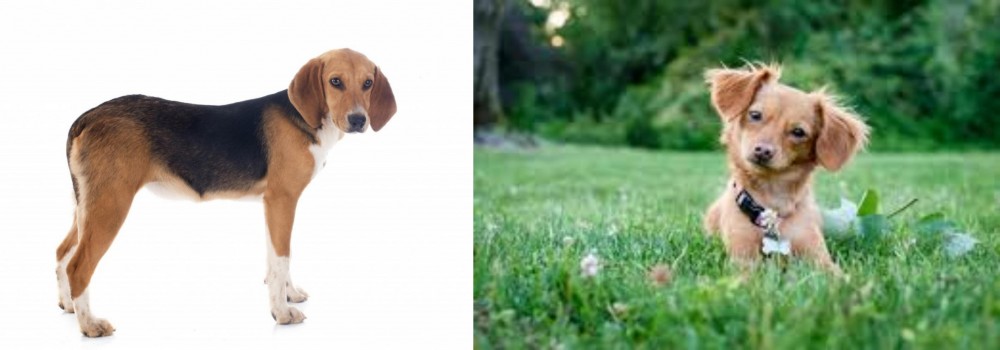 Chiweenie vs Beagle-Harrier - Breed Comparison