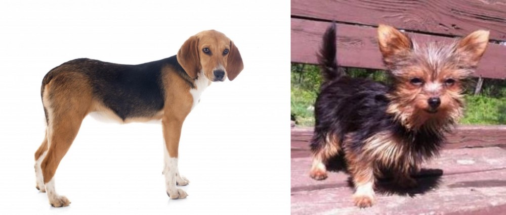 Chorkie vs Beagle-Harrier - Breed Comparison