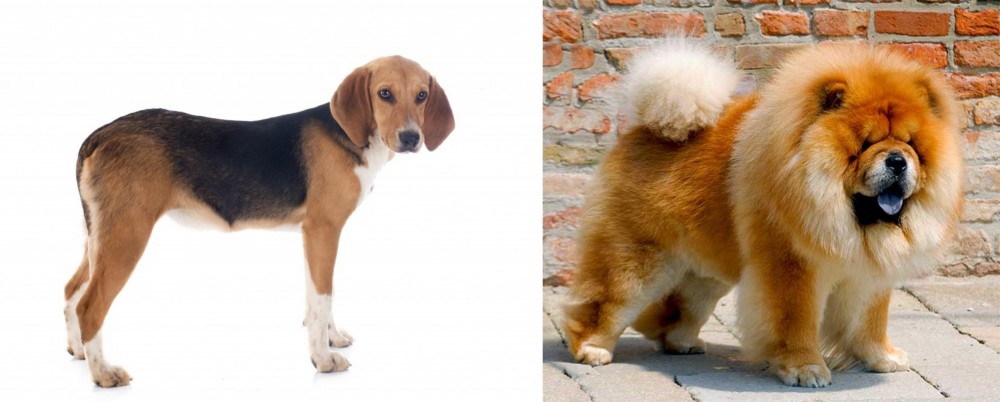 Chow Chow vs Beagle-Harrier - Breed Comparison