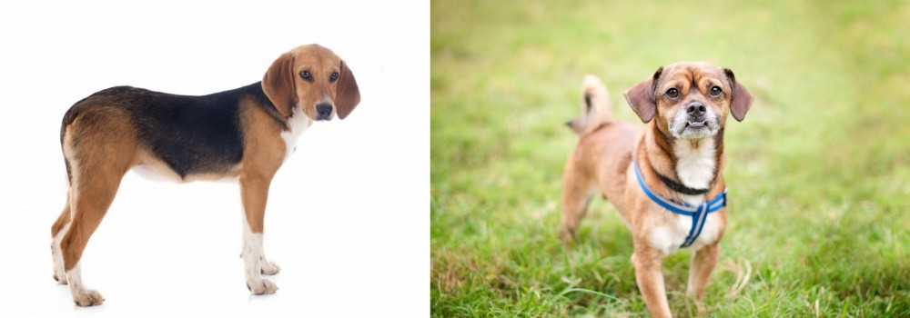 Chug vs Beagle-Harrier - Breed Comparison