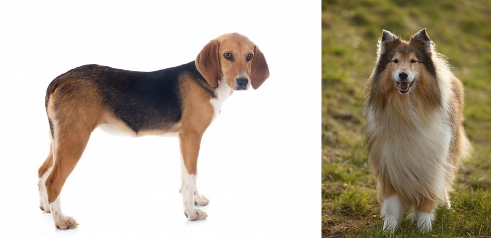 Collie vs Beagle-Harrier - Breed Comparison