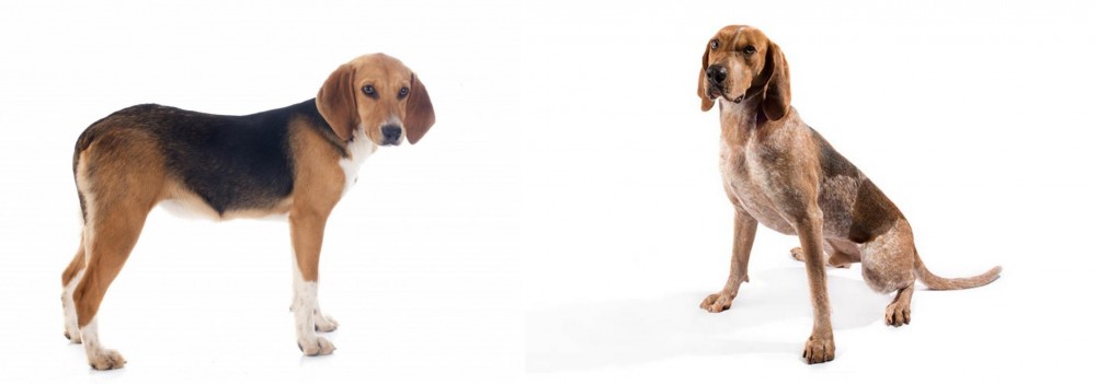 Coonhound vs Beagle-Harrier - Breed Comparison