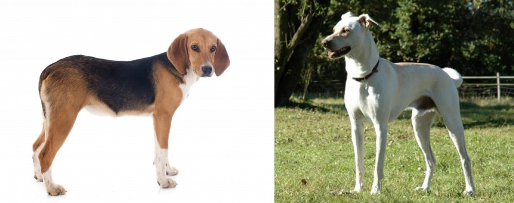 Cretan Hound vs Beagle-Harrier - Breed Comparison