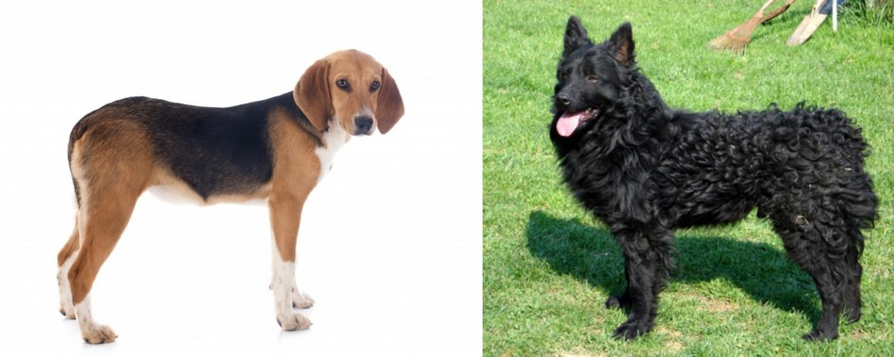 Croatian Sheepdog vs Beagle-Harrier - Breed Comparison