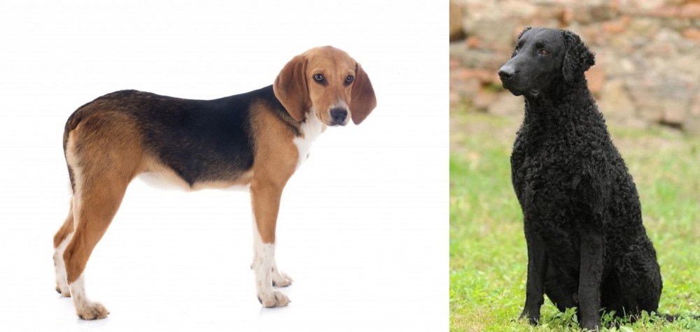 Curly Coated Retriever vs Beagle-Harrier - Breed Comparison