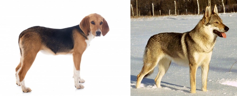 Czechoslovakian Wolfdog vs Beagle-Harrier - Breed Comparison