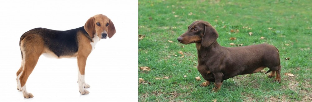 Dachshund vs Beagle-Harrier - Breed Comparison