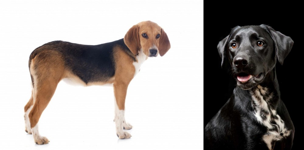 Dalmador vs Beagle-Harrier - Breed Comparison