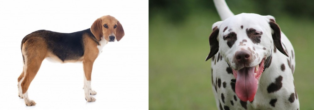 Dalmatian vs Beagle-Harrier - Breed Comparison
