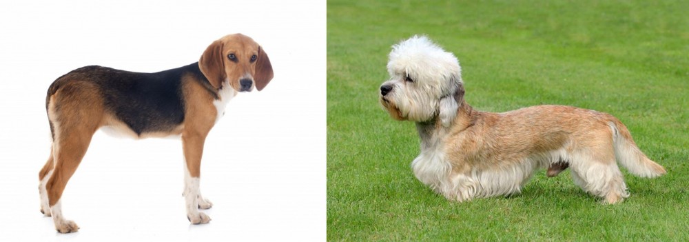 Dandie Dinmont Terrier vs Beagle-Harrier - Breed Comparison